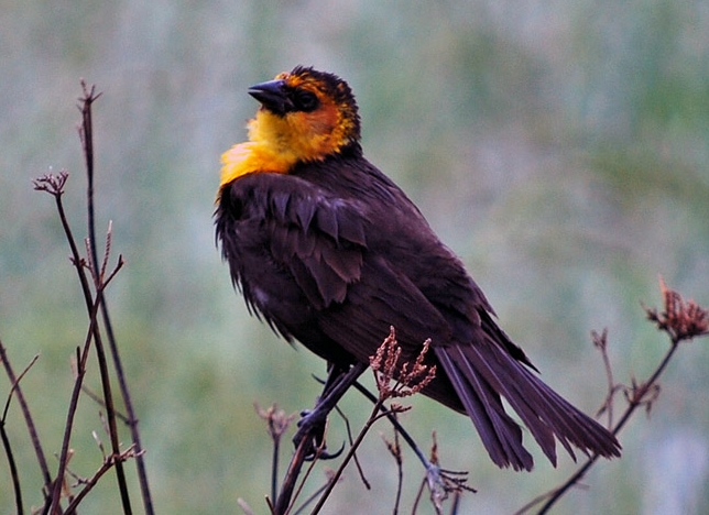 Yellow-headed Blackbird