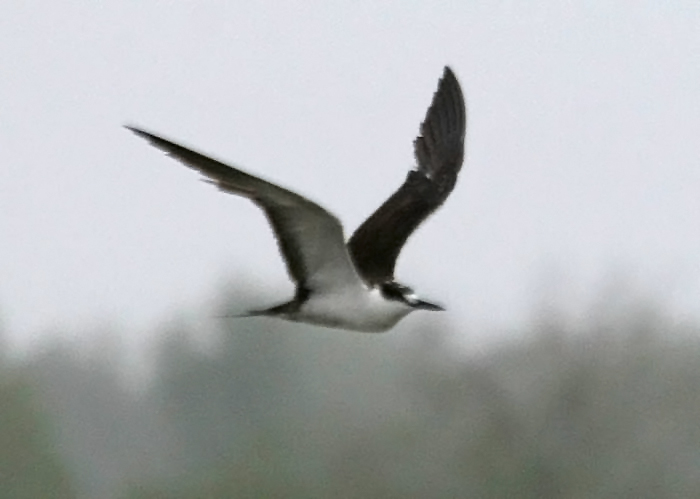 Sooty Tern