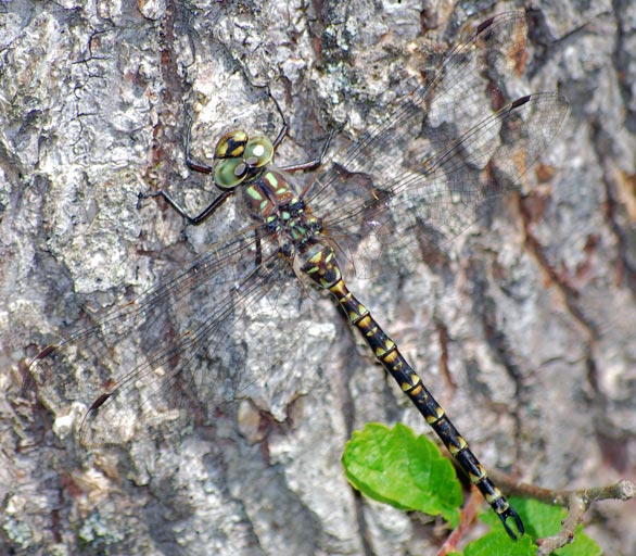 Harlequin Darner