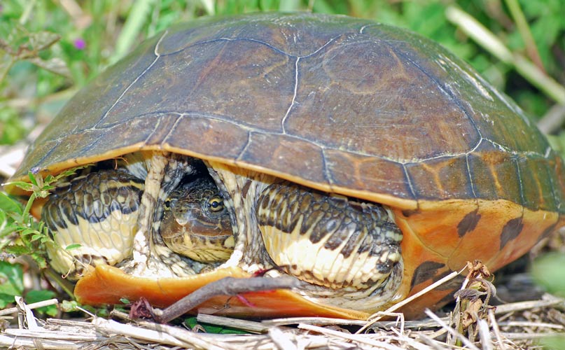 Western Chicken Turtle