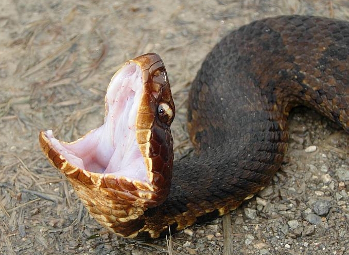 Western Cottonmouth