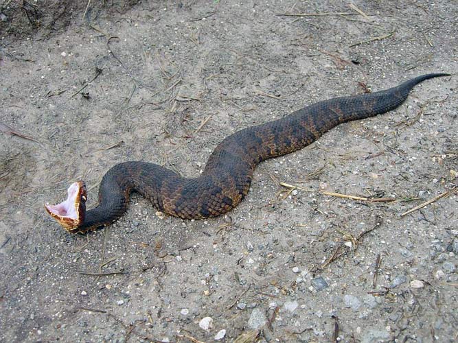 Western Cottonmouth