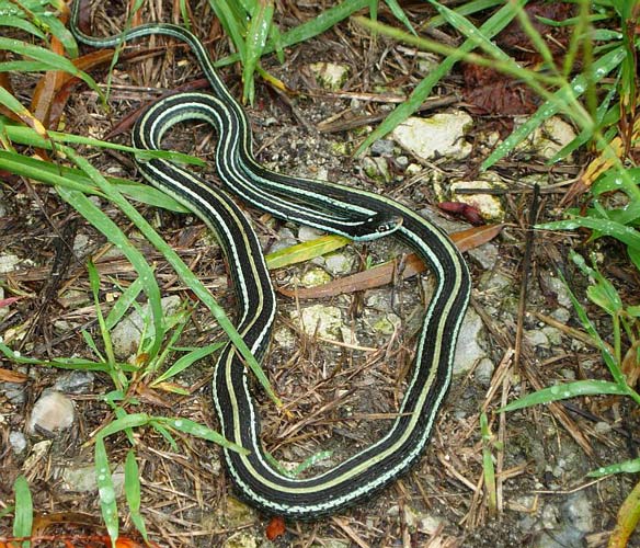 Orange-striped Ribbon Snake