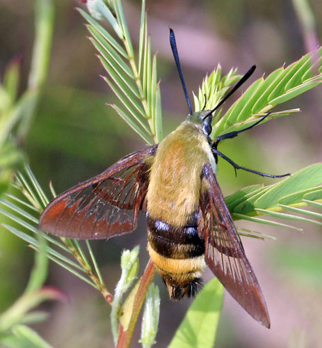 Hummingbird Clearwing