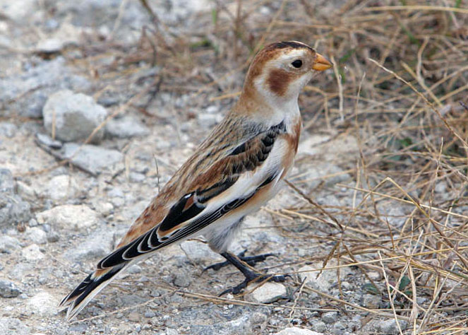 Snow Bunting