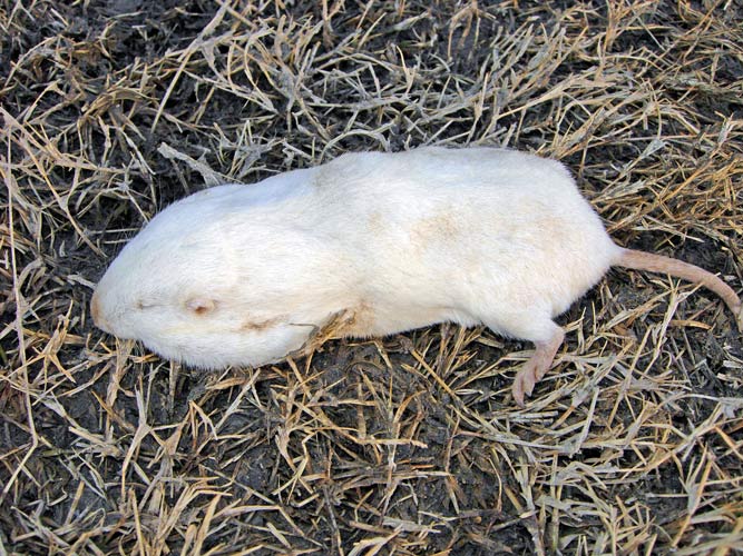 Bairds Pocket Gopher - leucistic