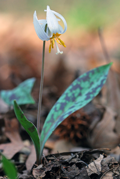 White Trout-Lily