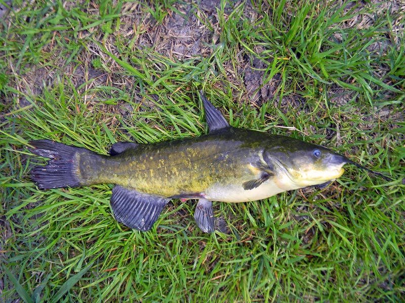 Brown Bullhead