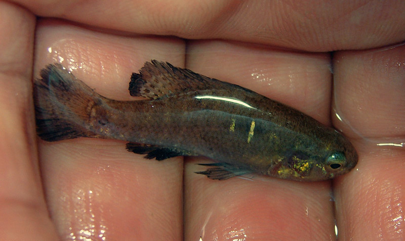 Banded Pygmy Sunfish