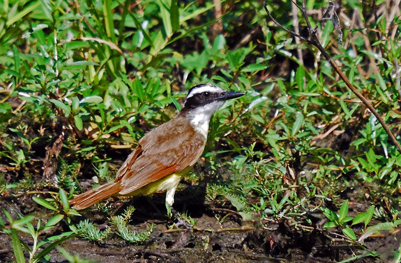 Great Kiskadee