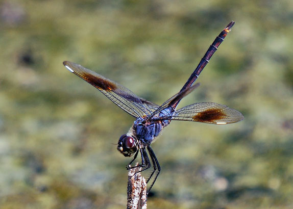 Four-spotted Pennant