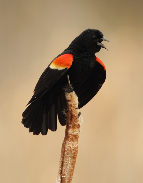 red-winged blackbird -- carouge a epaulettes
