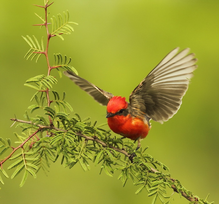 vermilion flycatcher -- moucherolle vermillon