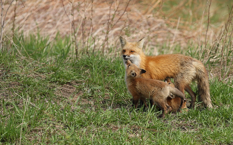 red fox @ pups -- renard roux et renardeaux