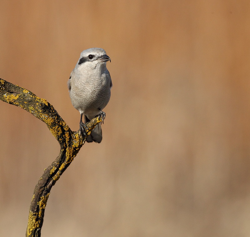 northern shrike -- pie-grieche grise