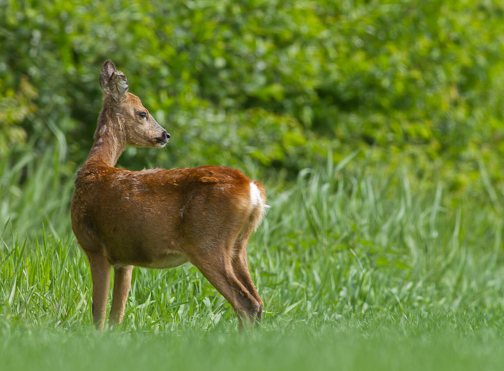 Roe deer