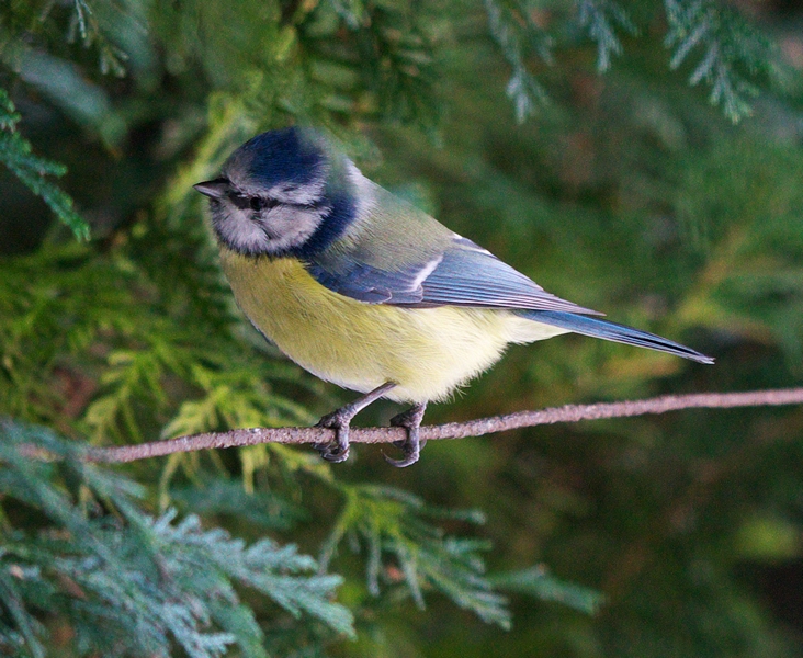 o2/80/968480/1/131488095.3gcV5Br2.bluetitrep.jpg