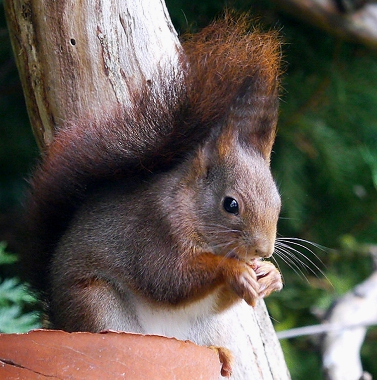 At the Bird Feeder