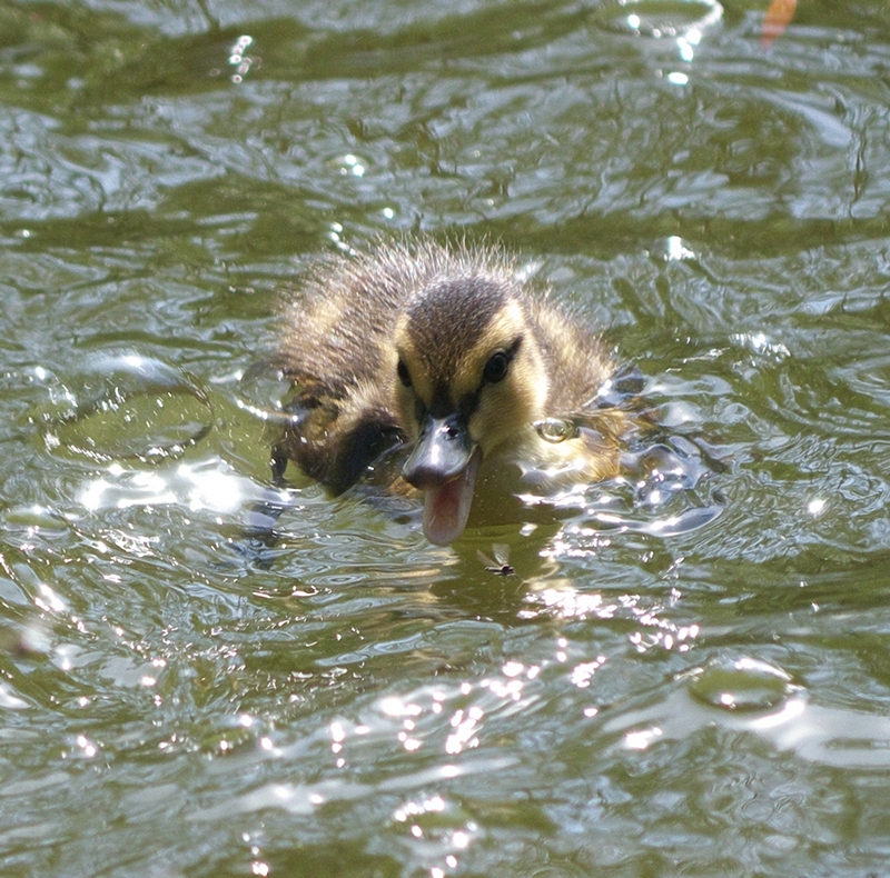 o2/80/968480/1/134524597.GYr7N8YC.P1090987300250crop1.jpg