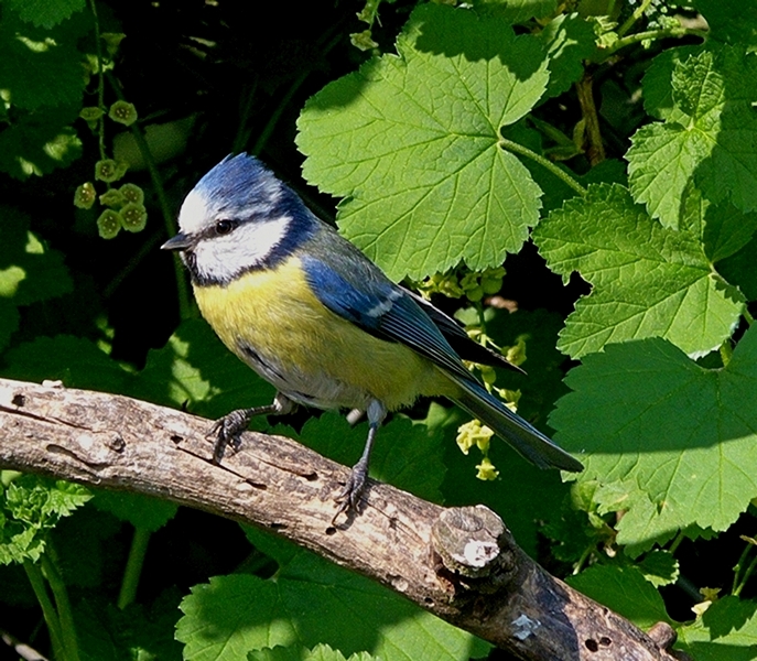 o2/80/968480/1/134642036.Q5GMJW4I.BlueTitApril2011crop.jpg