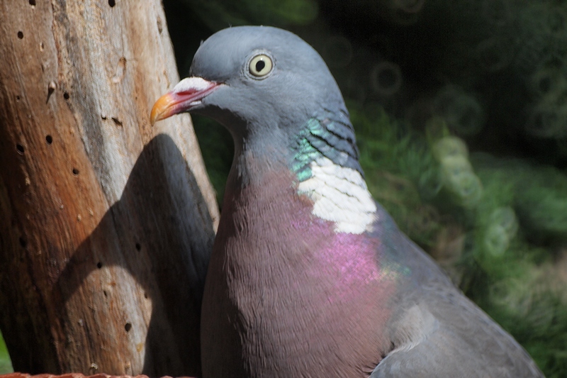 Wood Pidgeon