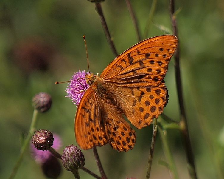 Silver-washed Fritillary  