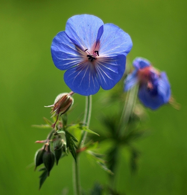 Meadow Cranesbill 