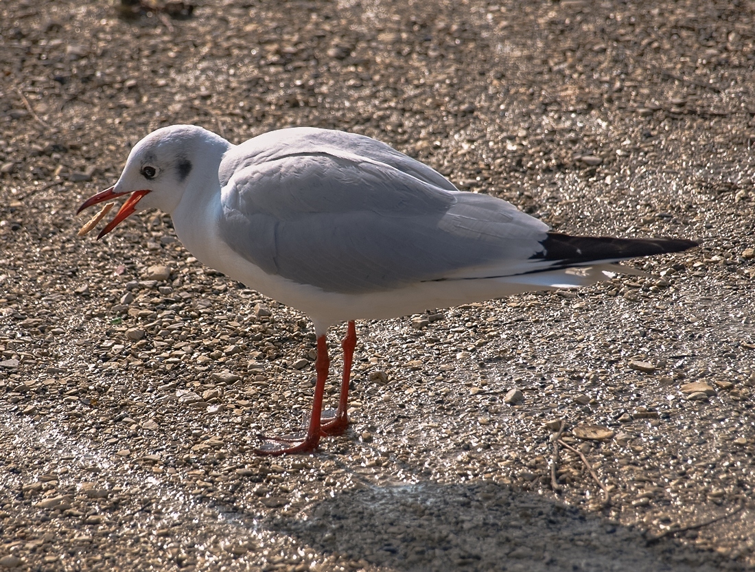 Gull Snack