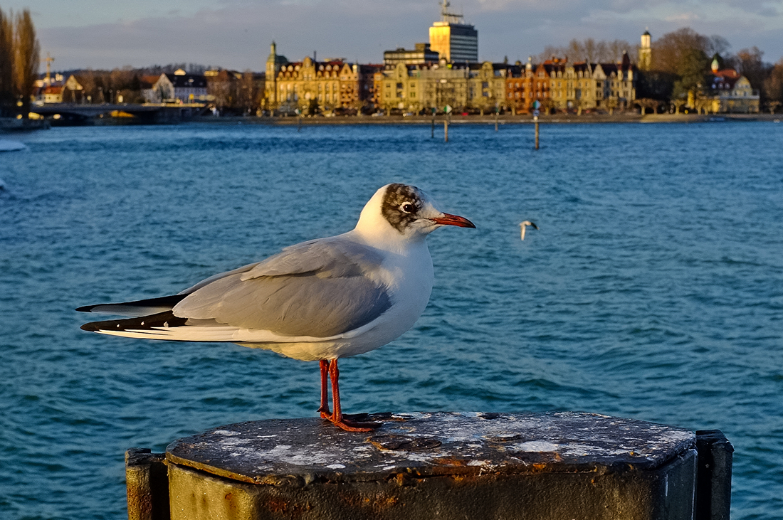 Gull Watch