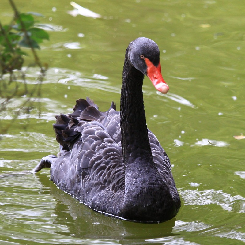 Black Swan (Male)