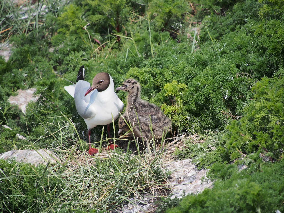 Breeding Area