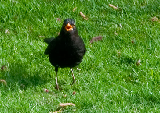 Blackbird shouting at Monty