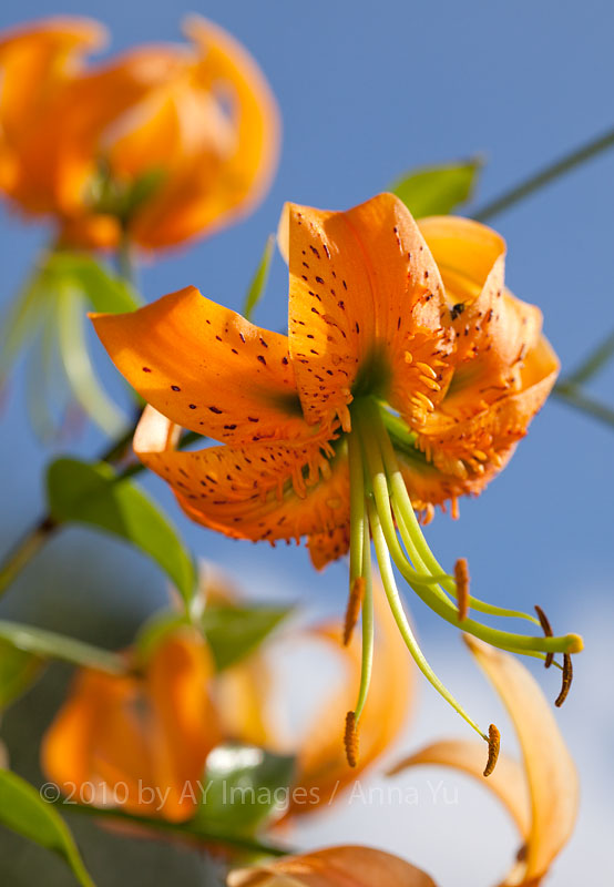 Tiger Lily (Lilium henryi)