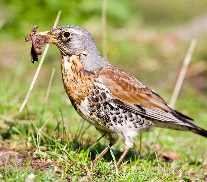 Fieldfare (Turdus pilaris)