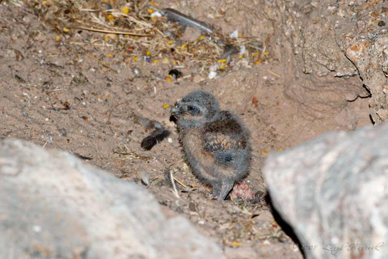 burrowing owl