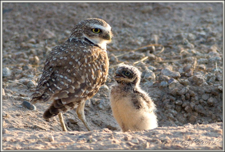 parent & child