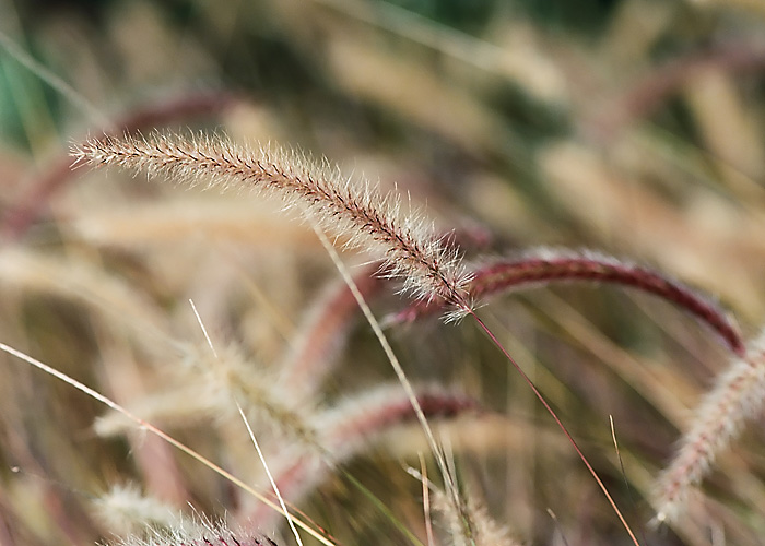Long Grass