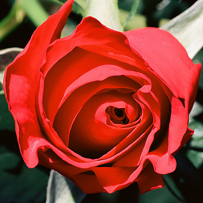 Backyard Rose #2