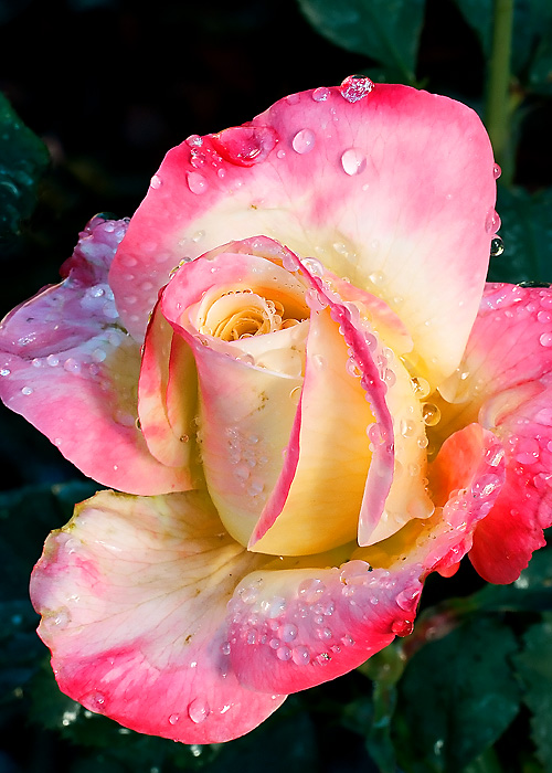 Backyard Rose #3