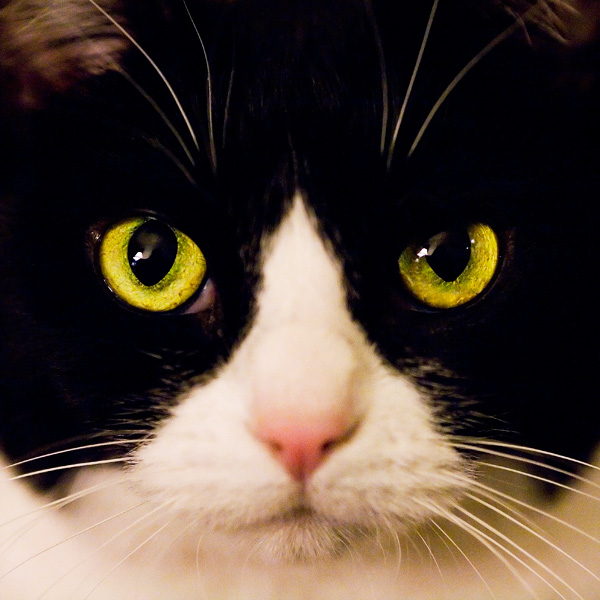 Cat Eyes