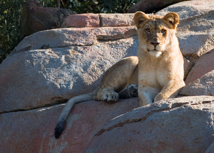 WAP Lion 1