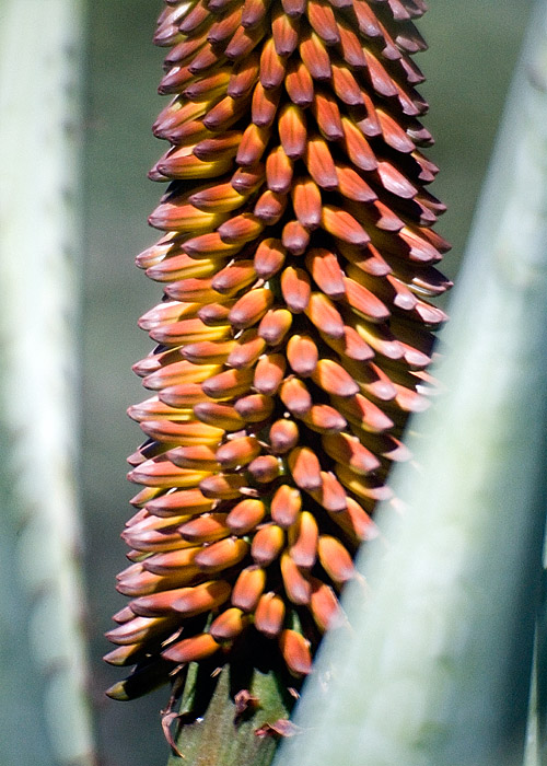 WAP Flower