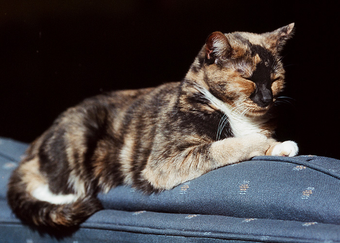 Sun Cat
