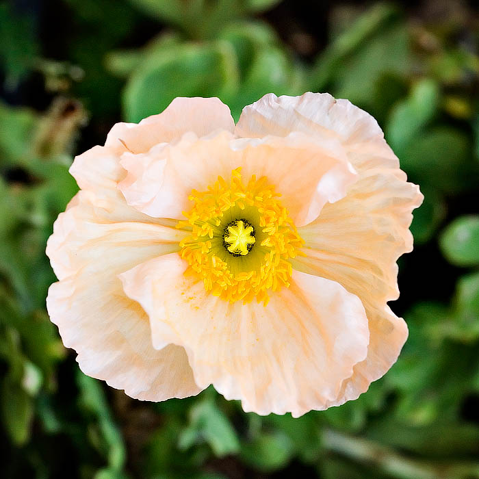 Back Yard Flower