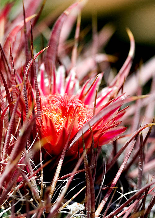 WAP Cactus Flower