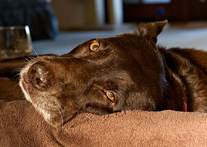 Lazy Dog