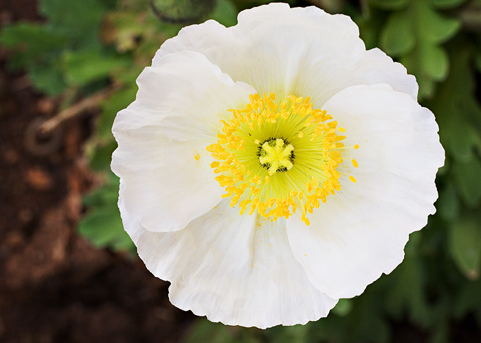 Yet Another Flower Photo