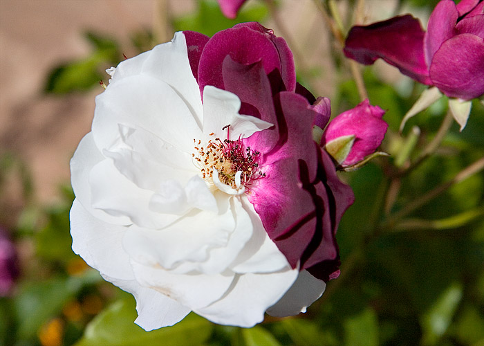 Split Flower