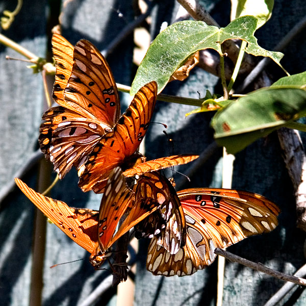 A Bunch of Butterflies. 