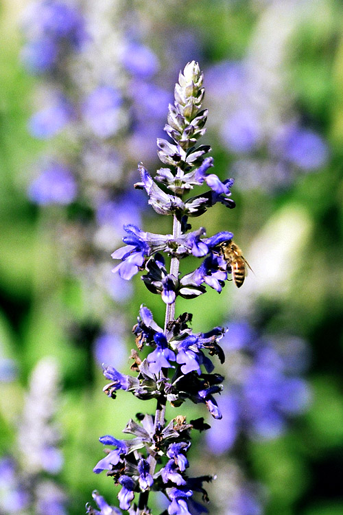 Garden Bees #1
